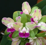 (31-2)Rlc.Yen Corona 'Green Genie'       FS   Fragrant Orchids