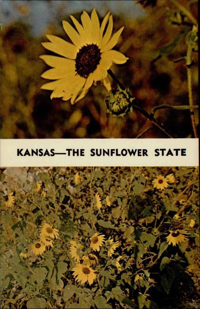 Vintage Kansas sunflower postcard, yellow bloom with 'KANSAS—THE SUNFLOWER STATE' text