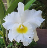 White Cattleya orchid flower with yellow center in a small pot