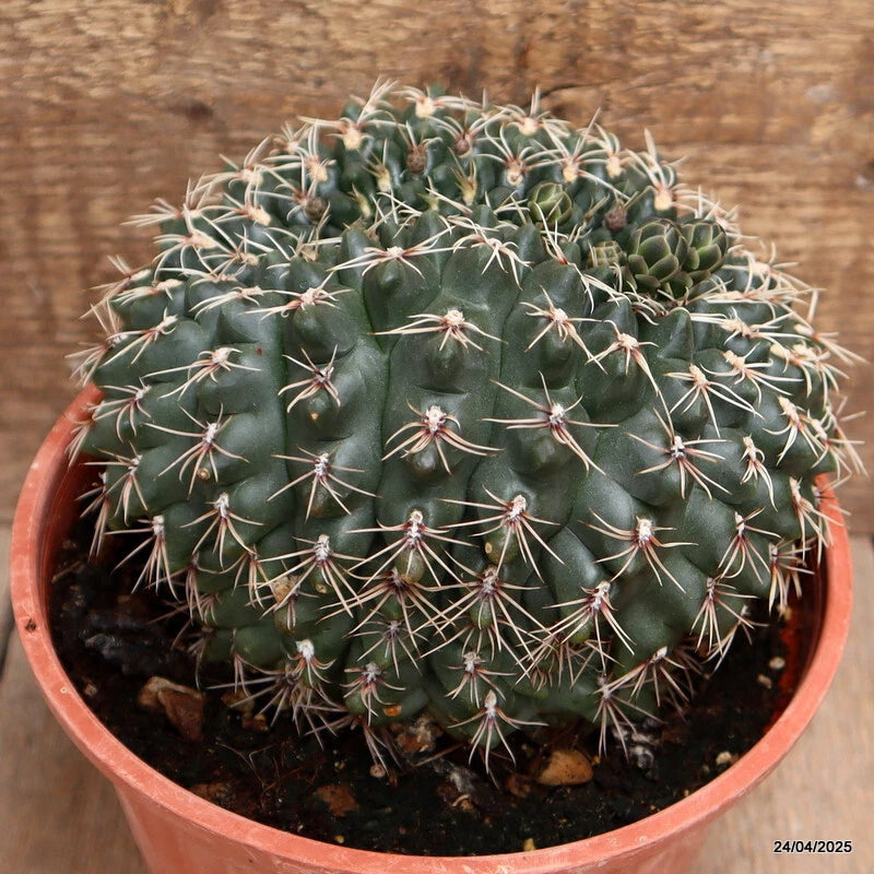 D3842 GYMNOCALYCIUM BALDIANUM CRESTED pot16-H13-W15 cm MaMa Cactus Green Plant