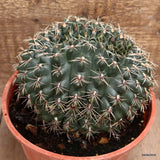 D3842 GYMNOCALYCIUM BALDIANUM CRESTED pot16-H13-W15 cm MaMa Cactus Green Plant