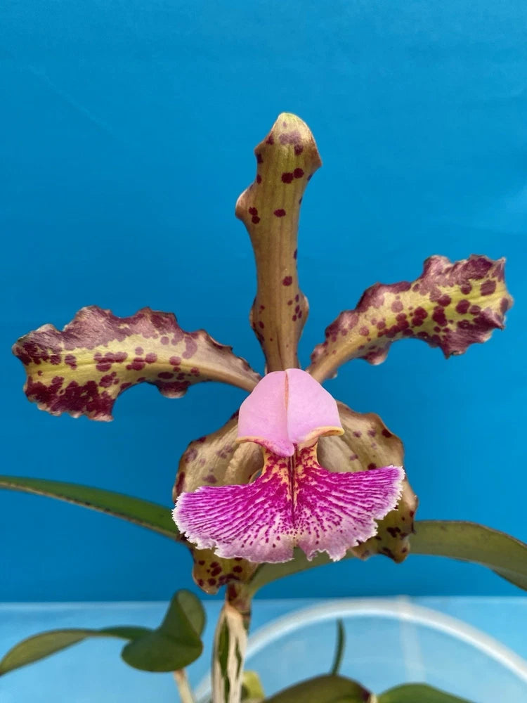 Speckled orchid flower with pink petals and brown spots, green leaves