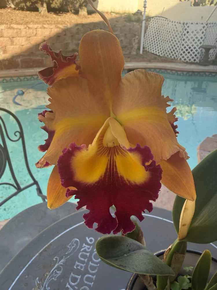 Orchid Plant Cattleya Chief Queen Lightening  2 bare root stem no pot Orchids