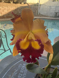 Orchid Plant Cattleya Chief Queen Lightening  2 bare root stem no pot Orchids