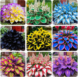 220+ Mixed Rare Hosta Seeds for Planting-Attract Pollinators Perennial Garden De Garden Plants