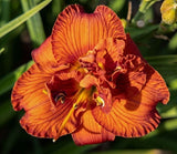 5 ORANGE YOU LUCKY RETURNS DAYLILY SEEDS  - Hemerocallis 'Orange You Lucky Garden Plants