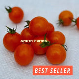 50+ Seeds Sparky XSL F1 Tomato Easy Vegetable Garden Planting Edible Garden Plants