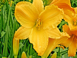 5 FULL REWARD DAYLILY SEEDS  -  Hemerocallis 'Full Reward' Garden Plants