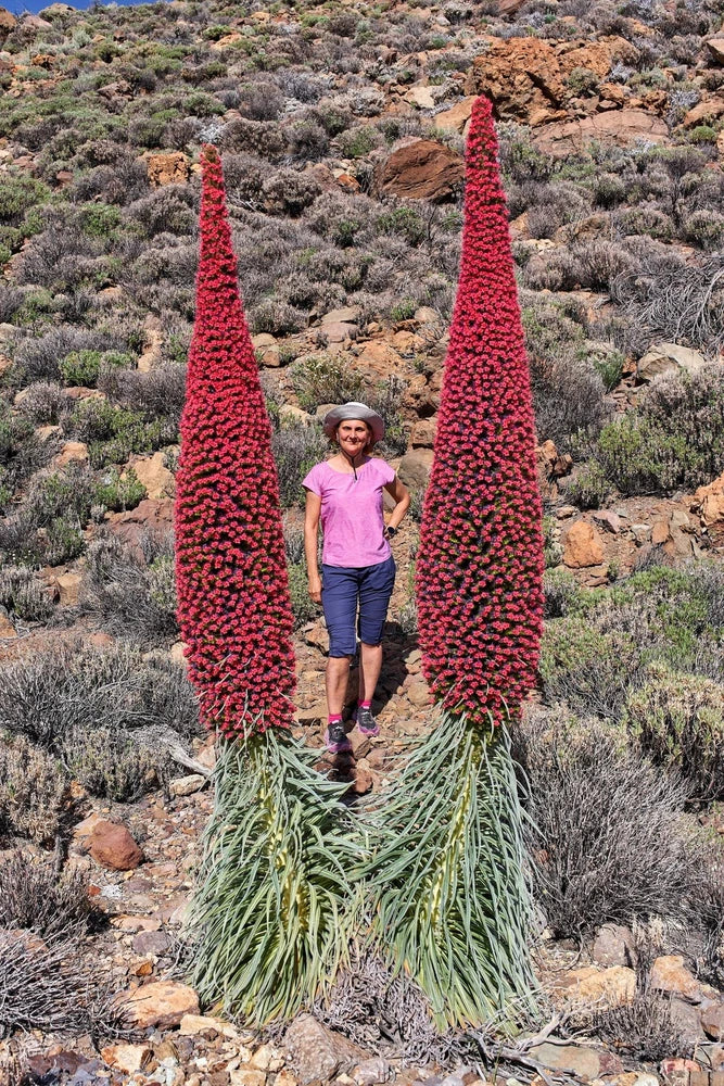 25 TOWER OF JEWELS Red Bugloss Echium Wildpretii Ruby Hummingbird Flower Seeds Flowering Plants