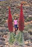 25 TOWER OF JEWELS Red Bugloss Echium Wildpretii Ruby Hummingbird Flower Seeds Flowering Plants