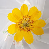 12PCS Real Pressed Dry daisy Flower, Natural Yellow Flower Head FSS91-3 Yellow Dried Flower
