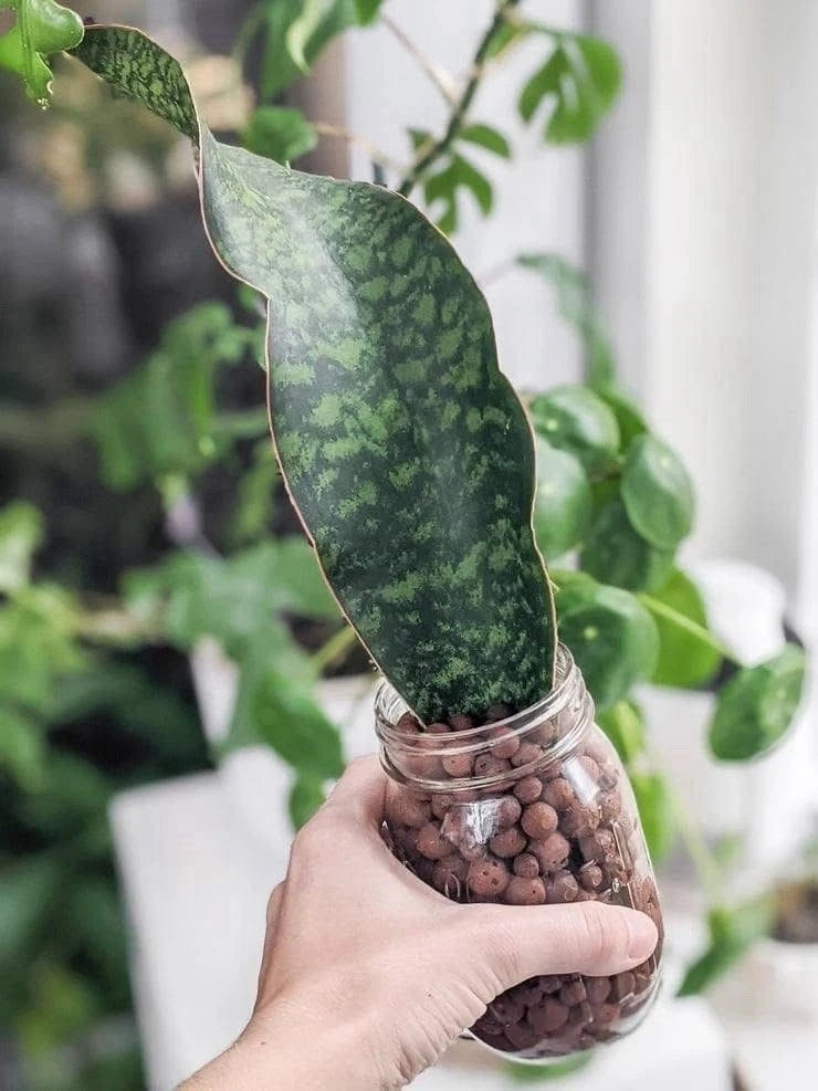 Snake plant cutting in clear glass planter with brown pebbles, held by hand