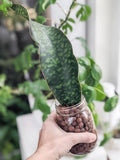 Whale Fin Snake Plant Orchids