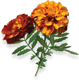 Marigold - Complete Seed Pods w Plant Food for Click and Grow & Outdoor Gardens Garden Plants