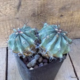D5477 FEROCACTUS HORRIDUS pot12-H10-W19 cm MaMa Cactus Green Plant