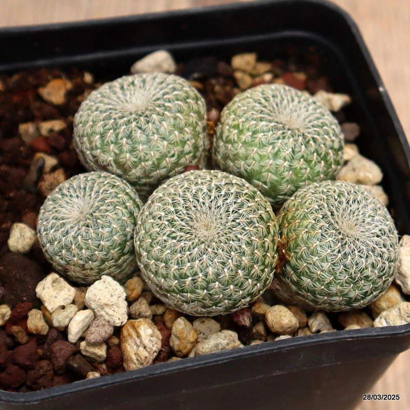 Rebutia Heliosa cactus plant with green, spiny spherical mounds in a pot