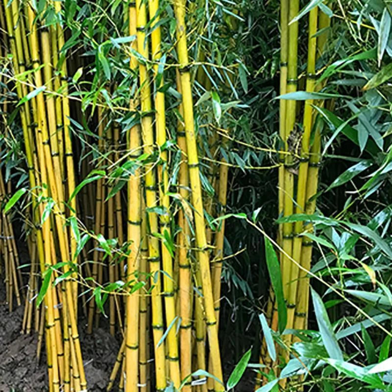 Giant Bamboo Seeds Perennial evergreen Grows Edible Bamboo shoots 100Pcs Green Plant