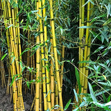 Giant Bamboo Seeds Perennial evergreen Grows Edible Bamboo shoots 100Pcs Green Plant