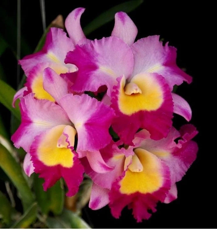 Otaara Haw Yuan Bay 'She Shu' seedling size cattleya orchid clone. Compact growe Orchids