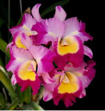 Otaara Haw Yuan Bay 'She Shu' seedling size cattleya orchid clone. Compact growe Orchids