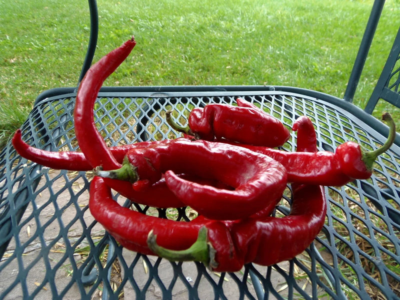Maule's Red Hot Pepper - fast maturing hot pepper introduced in the early 1900's Garden Plants