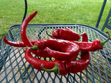 Maule's Red Hot Pepper - fast maturing hot pepper introduced in the early 1900's Garden Plants