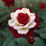 20Pcs Rare Twin Red White Rose Flower Seeds for Planting - Captivating Garden Bl Flowering Plants