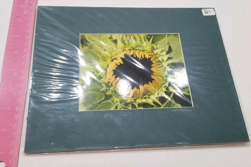 New Vintage 6x5" Photograph Print but 8x10" Frame. Sunflower Flower Garden Plant Sunflower