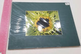 New Vintage 6x5" Photograph Print but 8x10" Frame. Sunflower Flower Garden Plant Sunflower