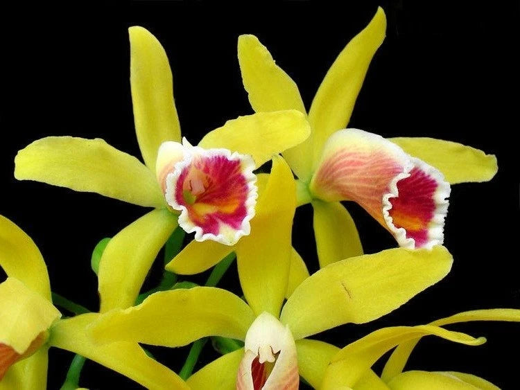 Yellow orchid with red-and-white centers and curved petals