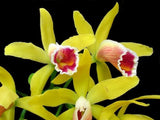 RARE GORGEOUS CATTLEYA LUTEOLA ORCHID SPECIES BLOOMING SIZE Orchids