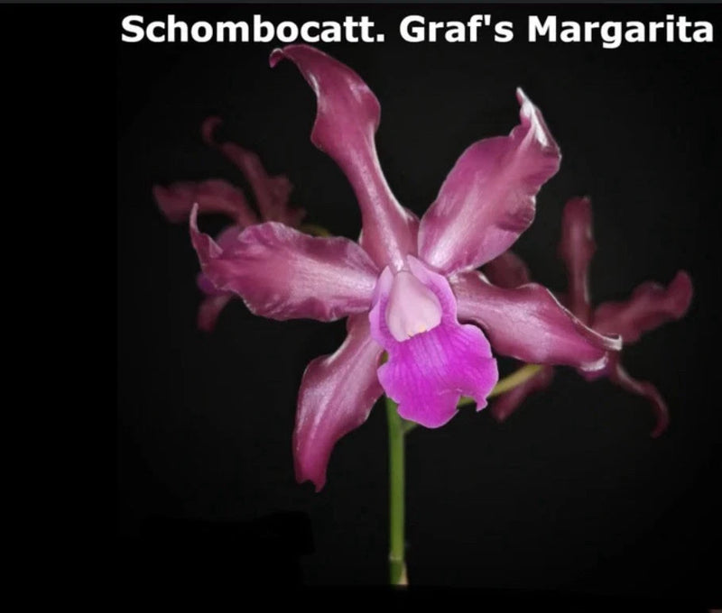 Pink and magenta orchid flower with curled petals and central lip
