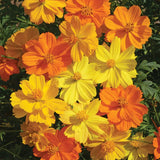 Bright Lights Cosmos Seeds | Non-GMO | Free Shipping | Seed Store | 1225 Flowering Plants