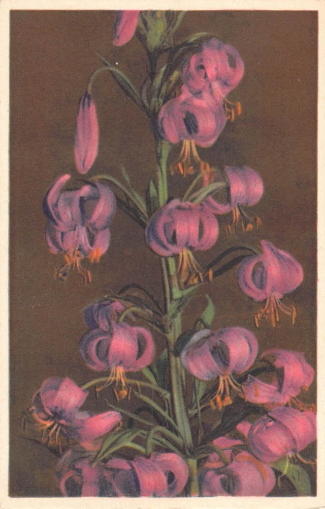 Vintage Swiss Flower Postcard of Pretty Purple Martagon Lilies - No. 2115 Lily