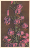 Vintage Swiss Flower Postcard of Pretty Purple Martagon Lilies - No. 2115 Lily