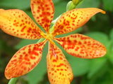 40 BLACKBERRY LILY SEEDS ( Belamcanda chinensis ) Garden Plants