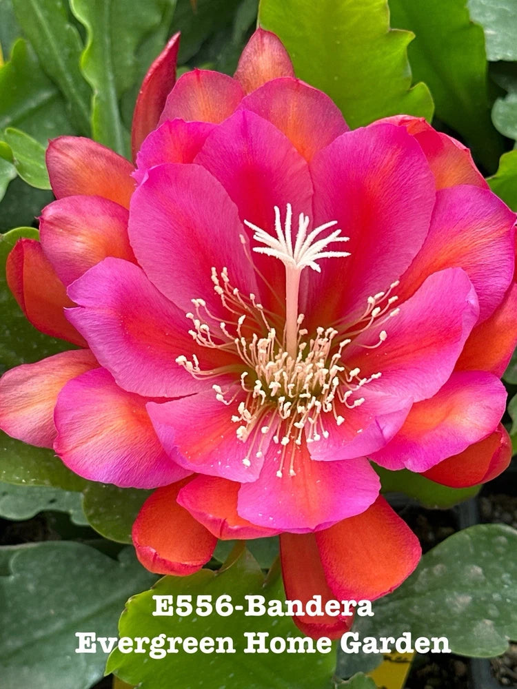 Orchid cactus bloom with bright pink petals, orange tips, and green leaves in starter pot