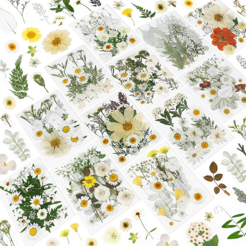 Assorted pressed dried flowers craft set on white backing cards