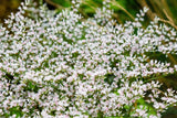 30 GERMAN STATICE White Sea Lavender Goniolimon Tataricum Limonium Flower Seeds Flowering Plants