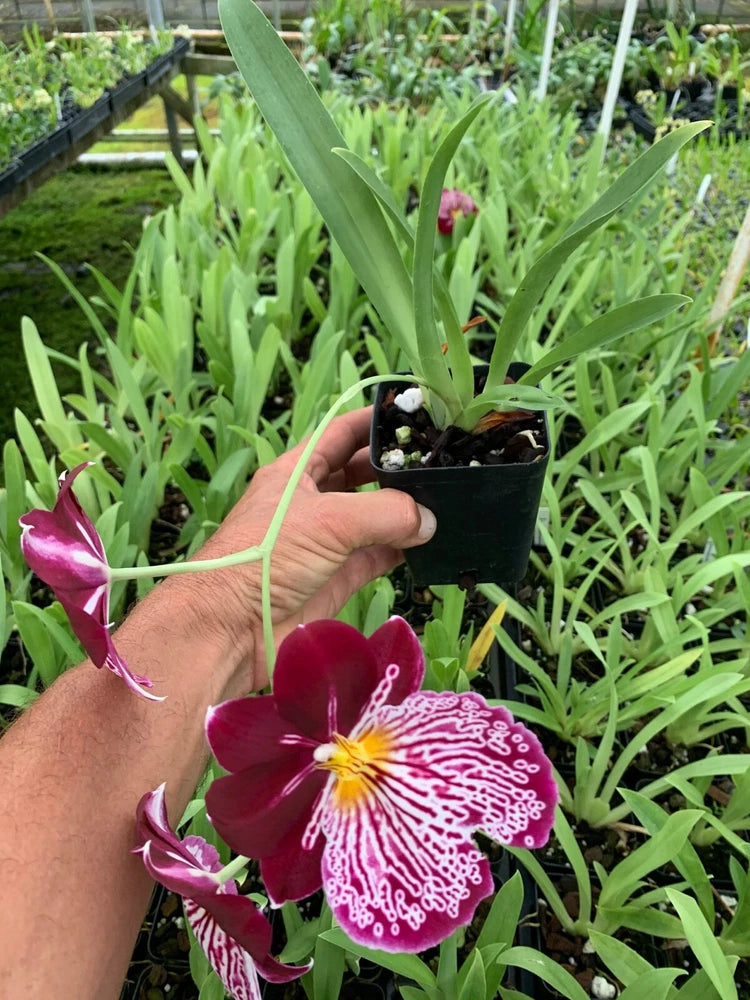 Orchid Miltoniopsis Breathless 'Beauty' Live Plants From Hawaii Free Shipping Orchids