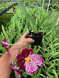 Orchid Miltoniopsis Breathless 'Beauty' Live Plants From Hawaii Free Shipping Orchids