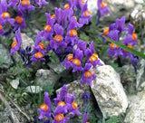 ALPINE TOADFLAX Linaria Alpina - 200 Bulk Seeds Garden Plants