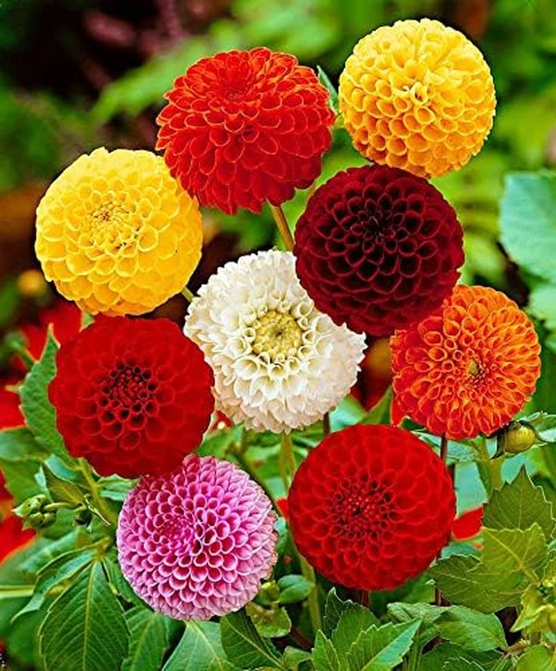 Dahlia Pompon Colorful Mix Garden Flower Seeds for Planting 30 Seeds Garden Plants