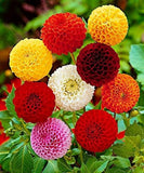 Dahlia Pompon Colorful Mix Garden Flower Seeds for Planting 30 Seeds Garden Plants