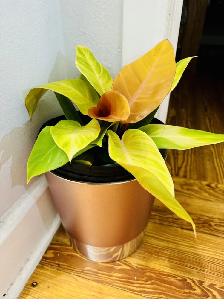 Potted philodendron with orange-yellow and green variegated leaves in a ceramic pot