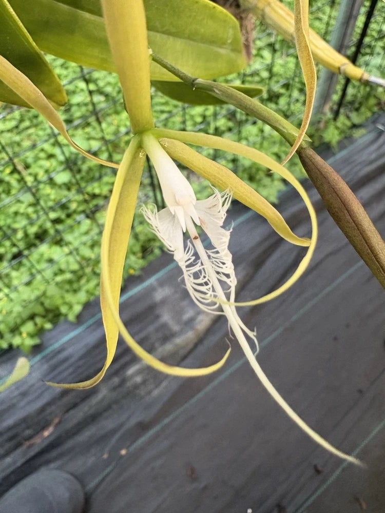 White orchid with delicate hanging blooms and long trailing stems in a pot