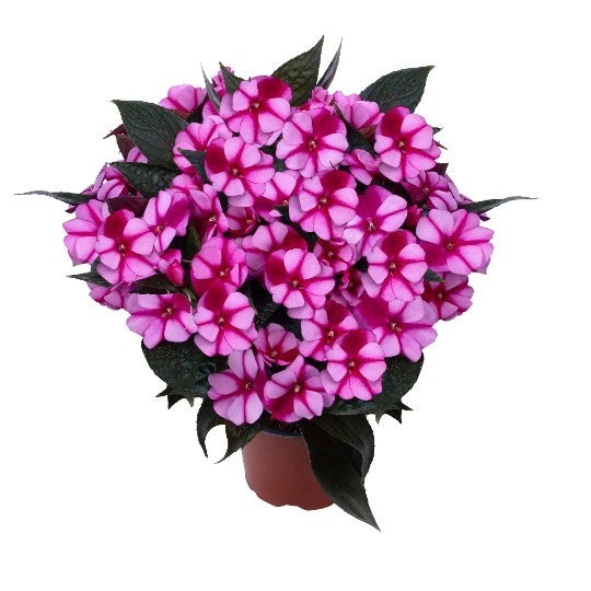 Impatiens plant in small pot with pink-violet star flowers and dark leaves