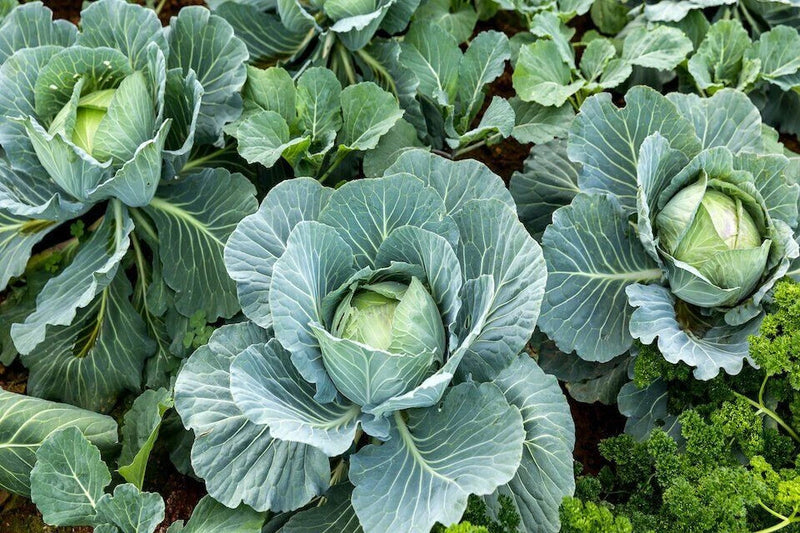 500 ALL SEASONS CABBAGE  SEEDS FRESH FOR GARDENS Garden Plants