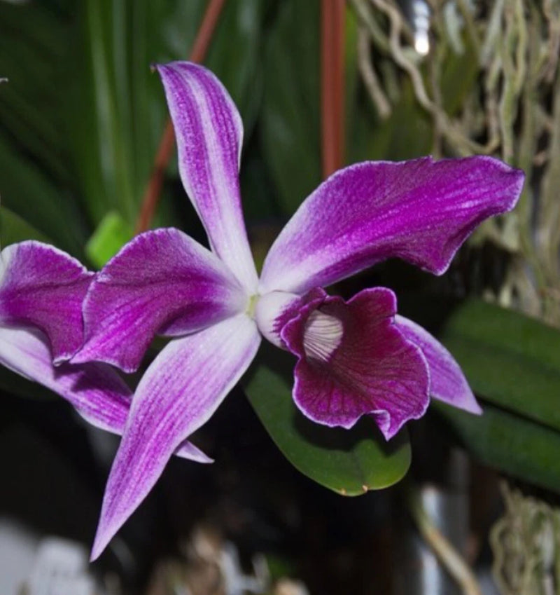 Purple and white orchid flower with fringed deep purple lip