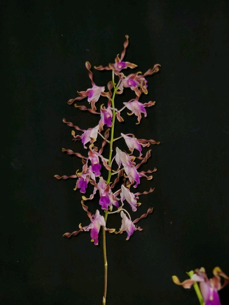 Dendrobium orchid with tall stem and clusters of pink-purple dangling flowers